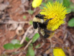 Bombus sichelii