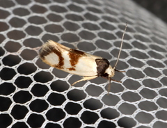 Antipterna trilicella