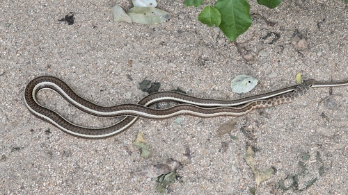 Stripe-bellied Sand Snake