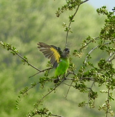 Poicephalus cryptoxanthus
