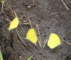 Eurema hecabe hecabe