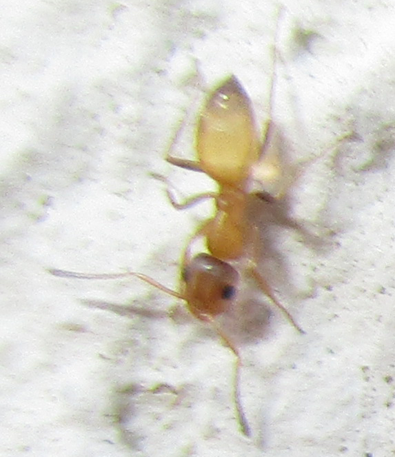 Tapinolepis trimenii