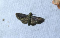 Antimimistis attenuata