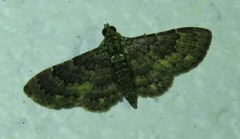 Antimimistis attenuata