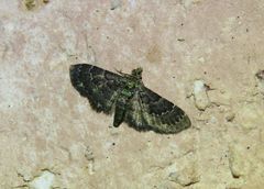 Antimimistis attenuata