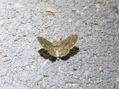 Antimimistis attenuata