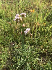 Armeria maritima californica