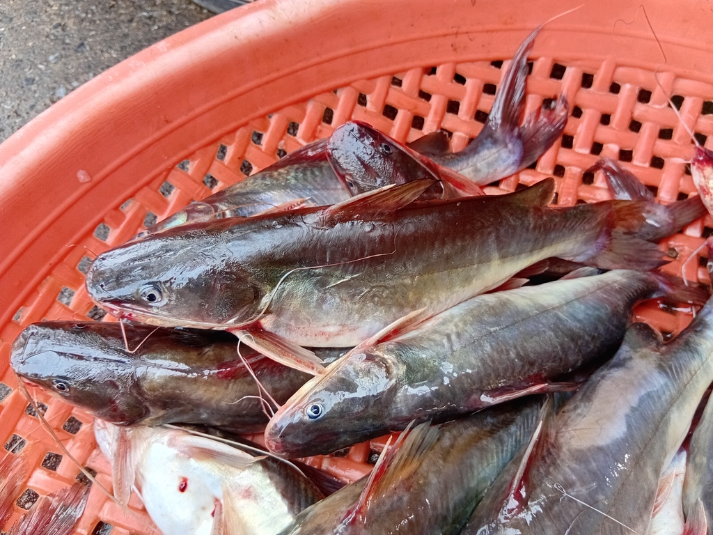Spotfin bagrid (Hemibagrus spilopterus) — Bagridae