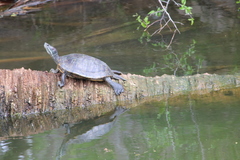 Trachemys scripta elegans