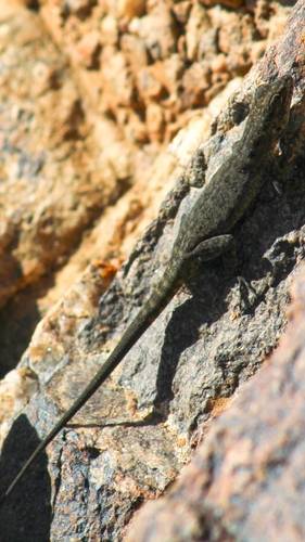 Quedenfeldtia moerens