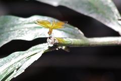 Perithemis parzefalli