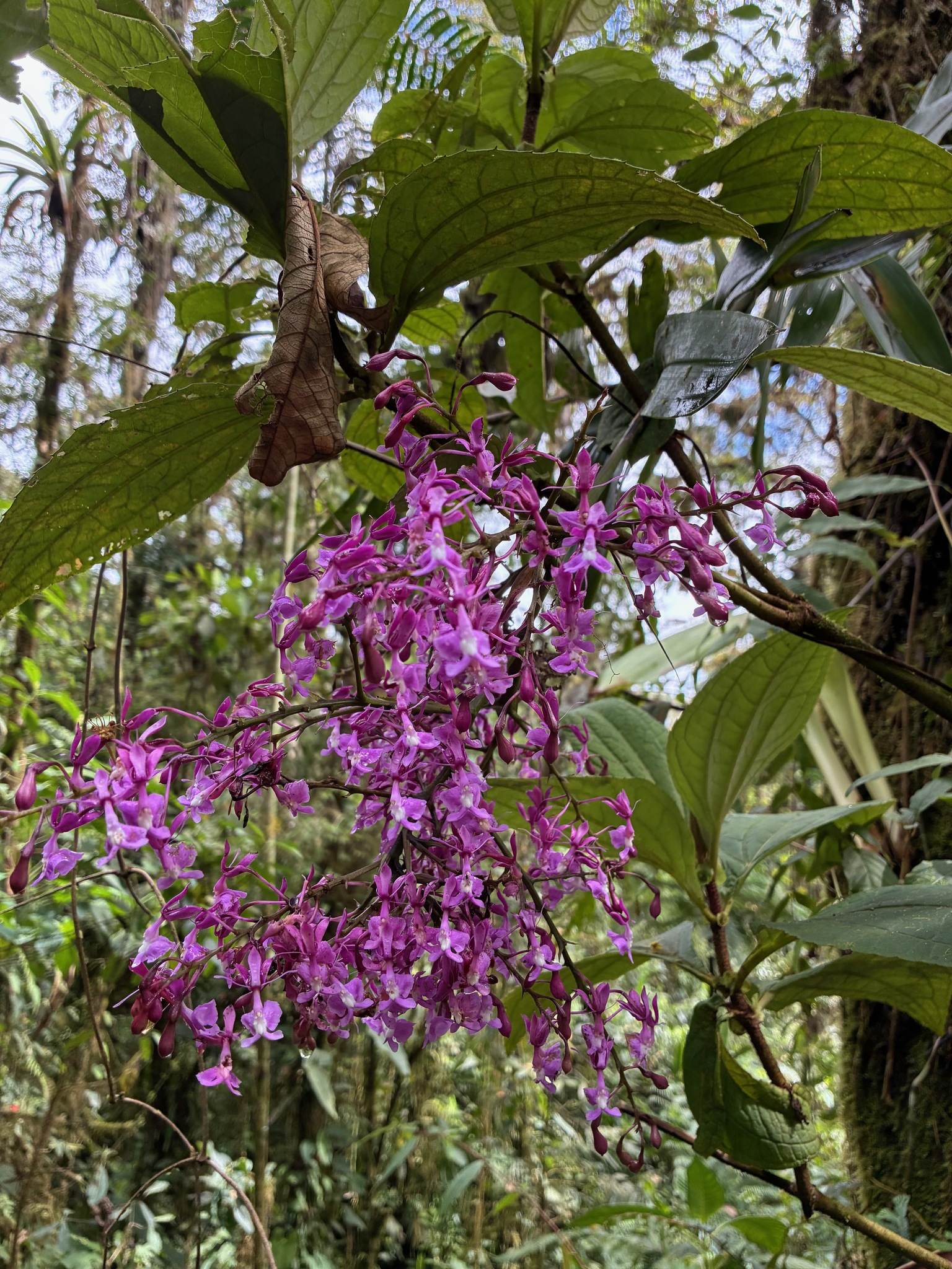 Epidendrum nanegalense Hágsater & Dodson 2