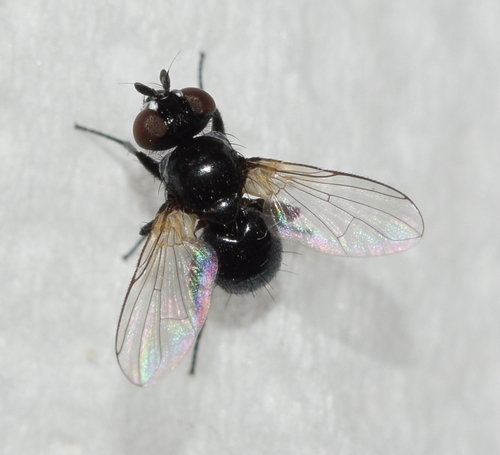Phania albisquama