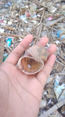 Pomacea canaliculata