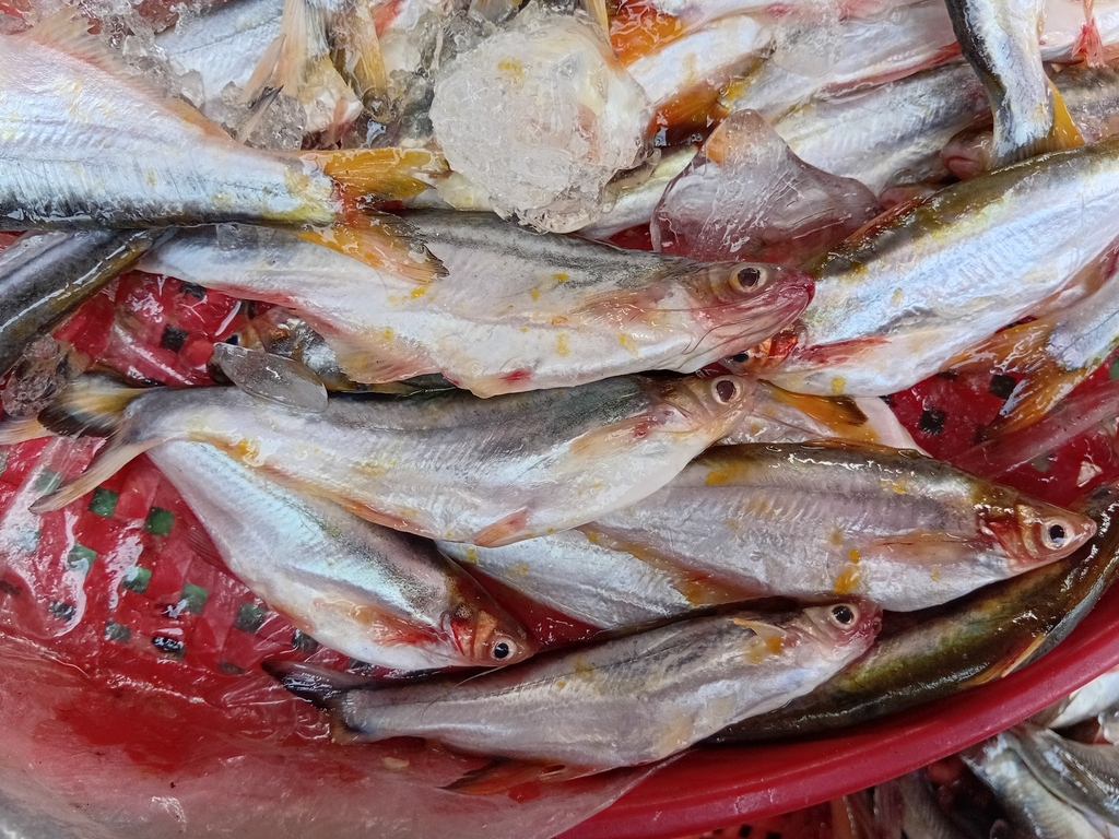 Longbarbel pangasius (Pangasius macronema) — Pangasiidae