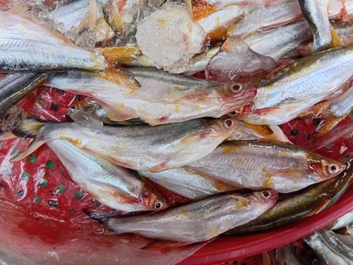 Longbarbel pangasius (Pangasius macronema) — Pangasiidae