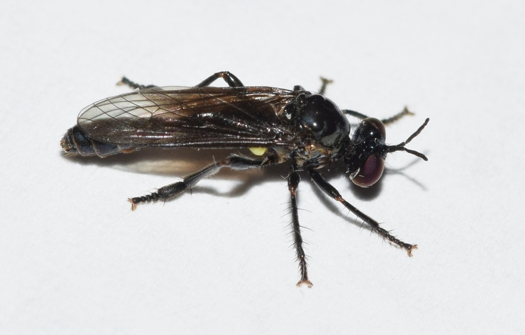 Dioctria gagates