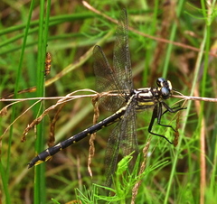 Hylogomphus apomyius
