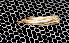 Hednota bivittella
