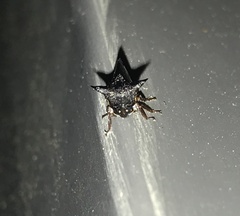 Stictocephala stimulea