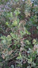 Pluchea indica