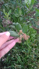 Pluchea indica