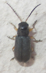 Buphonella murina