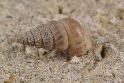 Cochlostoma septemspirale