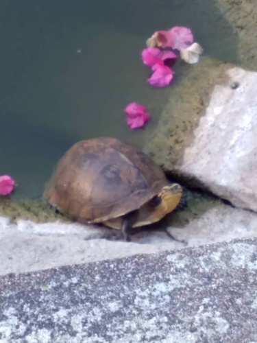 Sunda Box Turtle