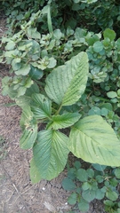 Amaranthus