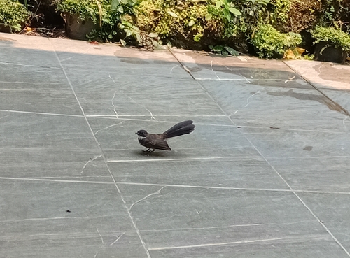 Malaysian Pied-Fantail
