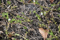 Image of Sophronanthe pilosa