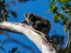 Greater Glider photo 3