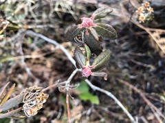 Rhododendron groenlandicum