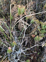 Rhododendron groenlandicum