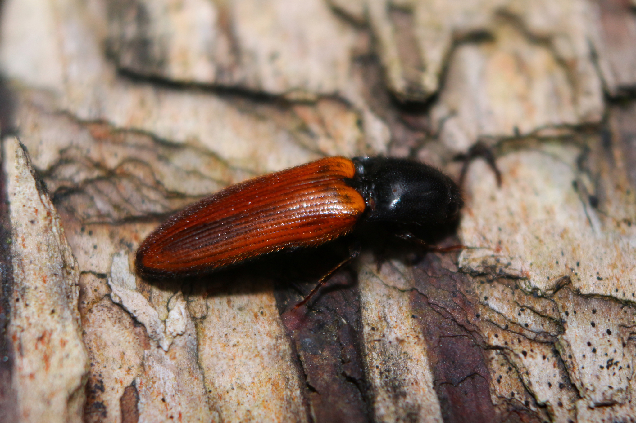 Ampedus nigroflavus