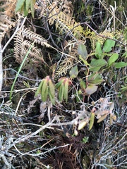 Rhododendron groenlandicum