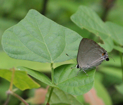 Rapala iarbus iarbus