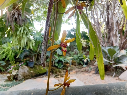 Finlayson's Cymbidium