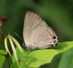 Rapala iarbus iarbus