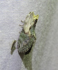 Antithemerastis acrobela