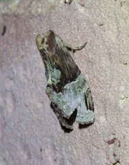 Antithemerastis acrobela