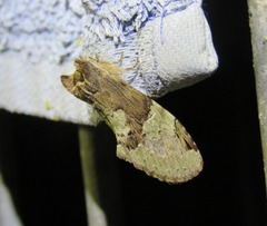 Antithemerastis acrobela