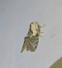 Antithemerastis acrobela