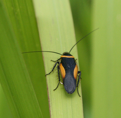 Hemithyrsocera vittata