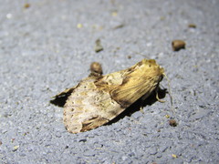 Antithemerastis acrobela