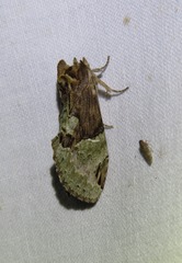 Antithemerastis acrobela