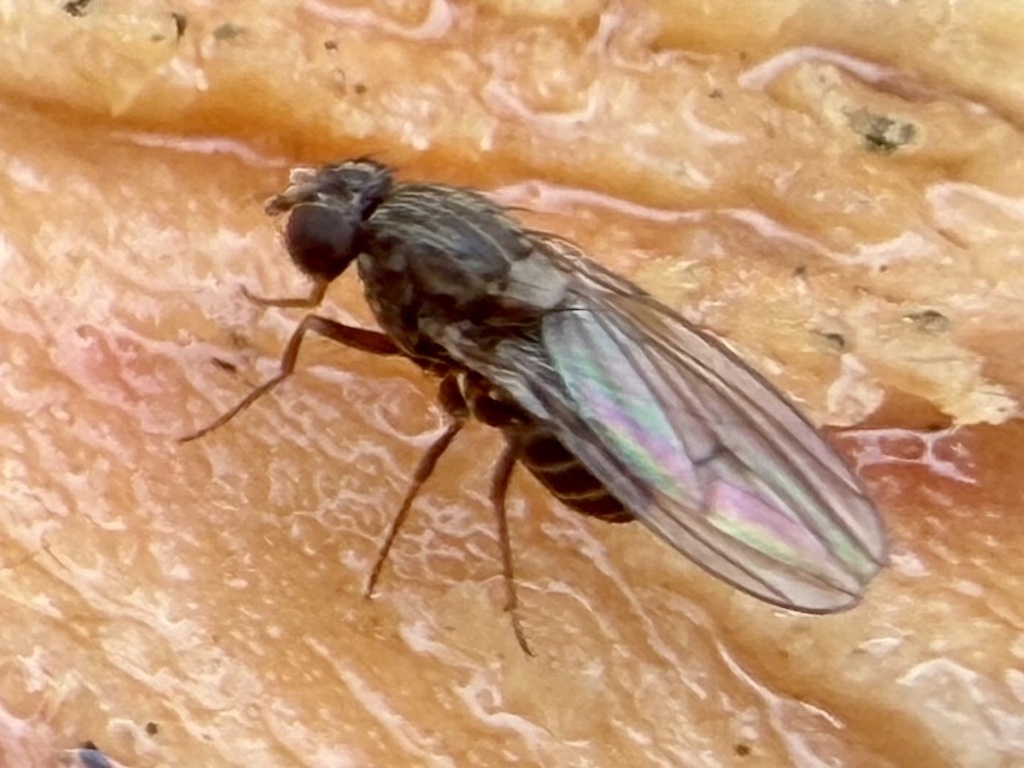 Drosophila colorata