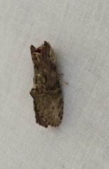 Antithemerastis acrobela