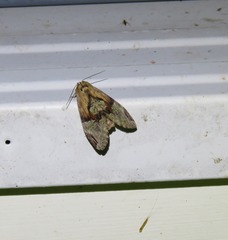 Antithemerastis acrobela